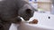 Large Gray British Cat Plays with a Small Snail near Sink in the Bathroom. 4K