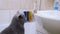 Large Gray British Cat Plays with a Small Snail near Sink in the Bathroom. 4K
