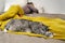 A large gray cat sleeps on the bed next to a woman on a yellow blanket