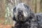 Large gray fluffy scruffy Old English Sheepdog Newfie type dog needs groom