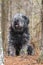 Large gray fluffy scruffy Sheepdog type dog sitting in woods