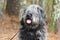 Large gray fluffy Sheepdog type dog panting tongue
