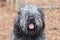 Large gray fluffy Sheepdog type dog panting tongue