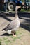 A large gray goose standing on the ground. the view from the side