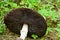 Large gray mushroom on nature among green grass