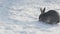 Large gray rabbit chews a piece of carrot in the cold snow.