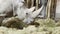 Large gray rhinoceros eating hay. Close-up