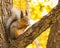 Large gray squirrel brown shiny coat with a fluffy tail sitting on a branch eats on a background autumn