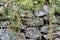 Large gray stones with long climbing weed. Stonework with steel mesh, green plants and dry leaves. Part of reinforced soil wall.