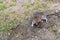 Large gray wild rat sits on the ground in a city park on a background of green grass. Long-tailed rodent order Rodentia genus