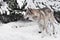 large gray wolf quickly runs through the forest, a powerful impetuous wild beast in winter