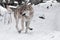 large gray wolf quickly runs through the forest, a powerful impetuous wild beast in winter