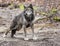 Large Gray Wolf stretches his back legs.