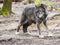 Large Gray Wolf stretches his back legs.