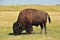 Large Grazing American Buffalo on a Prairie