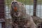 Large greasy nutria Myocastor coypus is locked in a cage on a pond and gnaws twigs with huge orange teeth. The nutria, also