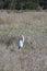 Large Great Egret in a Hay Field in Goleta California