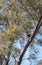 Large Great Horned owl Bubo virginianus perched on a tree