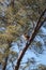 Large Great Horned owl Bubo virginianus perched on a tree