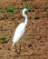 large great white egret isolated on light brown sandy farm field