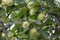 large green apple clusters hang on a pile of branches in the intensive apple orchard at the end of June