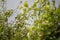 large green apple clusters hang on a pile of branches in the intensive apple orchard at the end of June