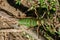 Large green ball-headed grasshopper, Bradyporidae