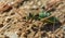 Large green ball-headed grasshopper, Bradyporidae