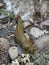 Large Green Banana Slug, Close Up