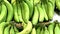 Large green bananas on a rack in a supermarket