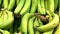 Large green bananas on a rack in a supermarket