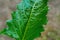 Large green beet leaf illuminated by the sun, green background agricultural sugar beet