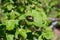 A large green beetle with furry legs sits on a currant leaf