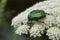 A large green beetle walks on a flower