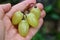 Large green berries of grapes on the palm of the hand