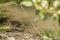 Large green bullfrog sits at the edge of the pond