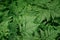 Large green bush fern in the forest. Background from the leaves of plants