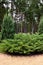 A large green bush without flowers stands in the park. Behind him is an iron figured lamppost with four lanterns