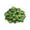 A large green bush with leaves for the garden, forest, landscape. From the farmer\\\'s collection