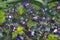 Large green bush among the violet flowers of violets - spring emotional abstract painting on canvas