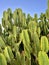 Large Green Cactus Plant