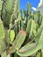Large Green Cactus Plant