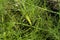 Large green caterpillar with black and yellow strips is Eastern Black Swallowtail butterfly in larval state before transformation