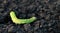 A large green caterpillar creeps on the ground.