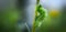 Large green caterpillar creeps up on a blurred green background with copy space, close-up photo