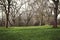 Large Green Field In A Forest with Trees