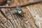 Large green fly is standing on a tree and waiting to fly.Insect.Outdoor