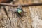 Large green fly is standing on a tree and waiting to fly.Insect.Outdoor