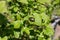 A large green flying beetle with shaggy legs sits on a currant leaf