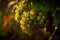 Large green grape bunch, golden hour. Growing grapes. Viticulture and winemaking concept. Generative AI